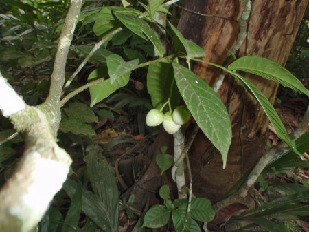 GABON 26. (HACIA MANDJI) ... QUE CONTIENE POTENTES ALCALOIDES CON EFECTOS ALUCINOGENOS, NO QUERIAN QUE HICIESEMOS FOTOS, SOLO NOS HAN PERMITIDO FOTOGRAFIAR LA PLANTA