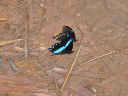GABON 29. (HACIA MANDJI) HAY LAS MARIPOSAS POR TODAS PARTES