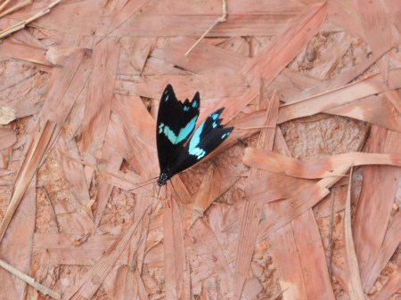 GABON 30. (HACIA MANDJI) MARIPOSAS 1