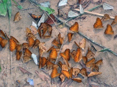 GABON 31. (HACIA MANDJI) MARIPOSAS 2