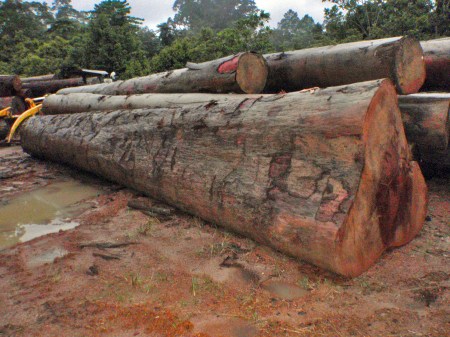 GABON 43. (DE MANDJI HACIA LOANGO) TROCOS DE SAPELI (ENTANDROPHRAGMA CYLINDRICUM) EL NOMBRE AFRICANO ES “ABOUDIKRO” PUEDEN LLEGAR A MEDIR 60 M., AUNQUE HAN MEDIDO ALGUNOS HASTA DE 94 M. DE ALTURA...