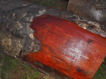 GABON 44. (DE MANDJI HACIA LOANGO) ... EL DIAMETRO PUEDE MEDIR MAS DE TRES M., SU COLOR ES DE UN ROJO INTENSO