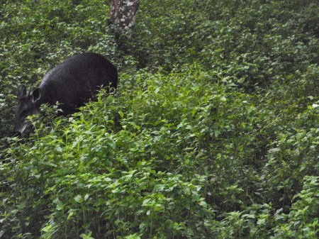 GABON 46. EL PARQUE NACIONAL DE LOANGO) ... TIMIDAMENTE SALE DE LA MALEZA Y SE ACERCA AL COCHE NOSOTROS SE TRATA DE UN ...