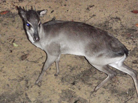 GABON 47. (EL PARQUE NACIONAL DE LOANGO) ... DUIKER (CEPHALOPHUS) ES UN PEQUEÑO, ANTILOPE MIDE UNOS 50 CM. DE ALTO Y PESA UNOS 15 KG., VIVE EN LA SELVA SE ALIMENTA DE FRUTAS, FLORES Y HOJAS, SON ANIMALES SOLITARIOS Y TERRITORIALES...