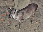 GABON 48. (EL PARQUE NACIONAL DE LOANGO) ... EL NOMBRE DE DUIKER, SIGNIFICA BUCEADOR EN LENGUA AFRIKAAN POR SU COSTUMBBRE ZAMBULLIRSE DE LITERALMENTE EN LA MALEZA AL ESTAR ASUSTADO, ES UNA EPECIE MUY AMENAZADA