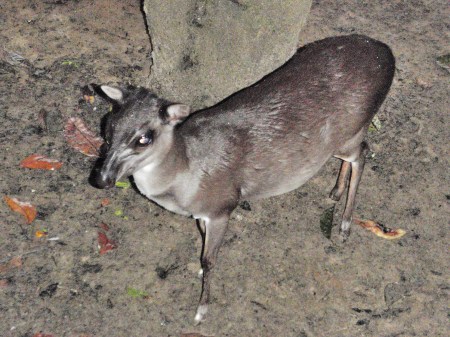 GABON 48. (EL PARQUE NACIONAL DE LOANGO) ... EL NOMBRE DE DUIKER, SIGNIFICA BUCEADOR EN LENGUA AFRIKAAN POR SU COSTUMBBRE ZAMBULLIRSE DE LITERALMENTE EN LA MALEZA AL ESTAR ASUSTADO, ES UNA EPECIE MUY AMENAZADA