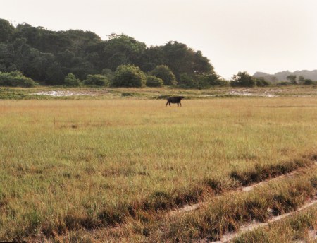 GABON 51. (EL PARQUE NACIONAL DE LOANGO) AUNQUE HAY HAY MAS DE 40 ESPECIES DE MAMIFEROS SU OBSERVACION ES MAS DIFICIL QUE EN LAS SABANAS DE AFRICA AUSTRAL, PORQUE EN LOANGO HAY MUCHA SELVA Y LOS ANIMALES SE ESCONDEN CON FACILIDAD