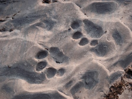 GABON 52. (EL PARQUE NACIONAL DE LOANGO) UNA HUELLA MUY CLARA DE LEOPARDO EN UN TERRENO ARENOSO