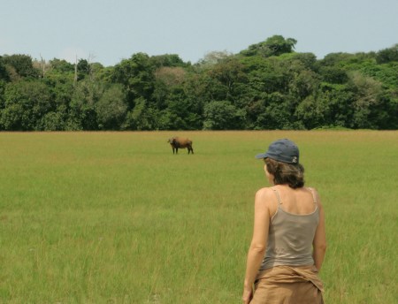 GABON 53. (EL PARQUE NACIONAL DE LOANGO) EL BUFALO ROJO (SYNCERUS CAFFER NANUS) ES DE PEQUEÑA TALLA, ES UNA ADAPTACION A LA VIDA DEL BOSQUE, QUE REQUIERE UN CUERPO PEQUEÑO Y COMPACTO PARA PENETRAR ENTRE LA ESPESURA