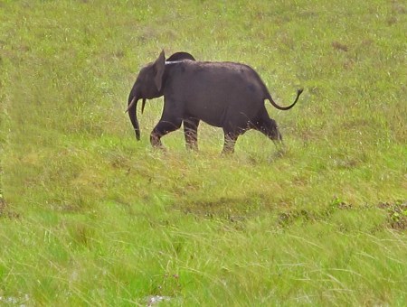 GABON 54 . (EL PARQUE NACIONAL DE LOANGO) GABON 54 . (EL PARQUE NACIONAL DE LOANGO) EL EFANTE DE SELVA AFRICANO (LOXODONTA CYCLOTIS) TIENE 5 UÑAS ES UNA ESPECIE INDEPENDIENTE DEL ELEFANTE DE SABANA AFRICANO (LOXODONTA AFRICANA) QUE TIENE 4 UÑAS