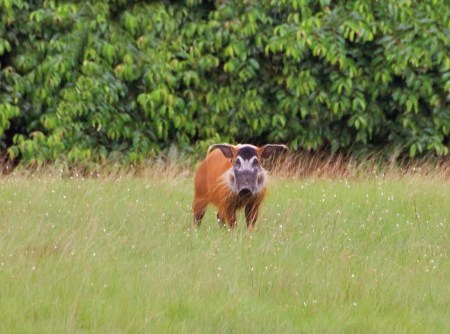 GABON 55. (EL PARQUE NACIONAL DE LOANGO) EL POTAMOQUERO ROJO (POTAMOCHOERUS PORCUS) ES UN JABALI AFRICANO QUE VIVE EN LAS SELVAS, LOS ADULTOS PUEDEN PESAR 120 KG. Y MEDIR DE HASTA 80 CM. DE ALTURA POR 150 CM. DE LONGITUD)