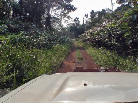 GABON 56. (EL PARQUE NACIONAL DE LOANGO) POR LAS PISTAS DEL PARQUE