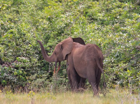 GABON 57. (EL PARQUE NACIONAL DE LOANGO) ELEEFANTE DE SELVA TIENE UNA TALLA DE UNOS 2,5 M. ALTURA PARA PODER MOVERSE POR EL BOSQUE CON MAS FACILIDAD, POR CONTRA EL ELEFANTE DE SABANA PUEDE TENER UNA TALLA DE 3 A 4 M. DE ALTURA