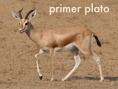 GABON 6.(AL NORTE) DEL ECUADOR) ...GACELA... FOTO DE ARCHIVO