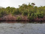 GABON 62. (EL PARQUE NACIONAL DE LOANGO) LA LAGUNA DE INGELA. VEGETACION 1