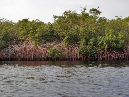 GABON 62. (EL PARQUE NACIONAL DE LOANGO) LA LAGUNA DE INGELA. VEGETACION 1