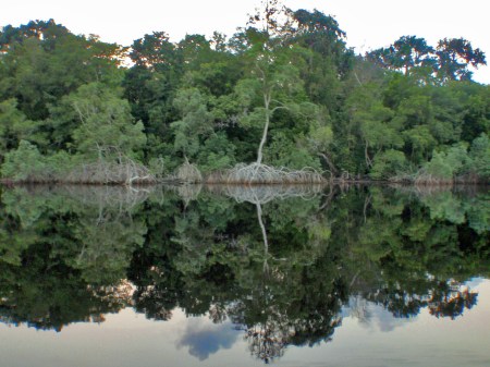 GABON 63. (EL PARQUE NACIONAL DE LOANGO) LA LAGUNA DE INGELA. VEGETACION 2
