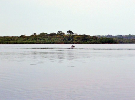GABON 66. (EL PARQUE NACIONAL DE LOANGO) LA LAGUNA DE INGELA. UN HIPOPOTAMO SACANDO LA CABEZA. AQUI FUE DONDE MICHAEL “NICK” NICHOLS DE "NATIONAL GEOGRAPHIC" CAPTO LAS IMAGENES DE LOS HIPOPOTAMOS DE HACIENDO SURF