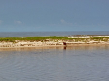 GABON 68. (EL PARQUE NACIONAL DE LOANGO) LA LAGUNA DE INGELA. POR LA MAÑANA UN BUFALO ROJO EN LA PLAYA