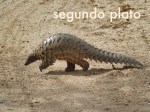 GABON 7. (AL NORTE) DEL ECUADOR) ...PANGOLIN... FOTO DE ARCHIVO