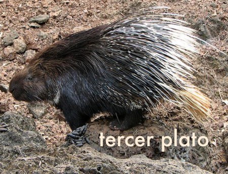 GABON 8. (AL NORTE) DEL ECUADOR). ...PUERCOESPIN... FOTO DE ARCHIVO