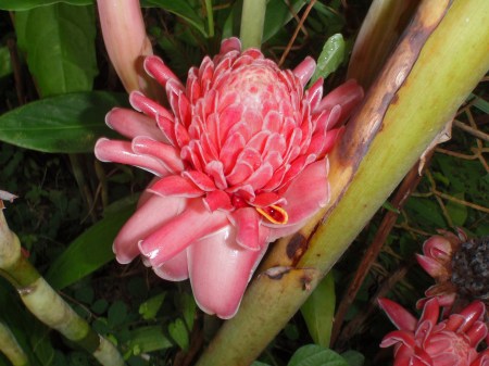 GABON 80. (DE CAMINO A FRANCEVILLE) LAMBANERE. ... QUE VIVE ENTRE LA INCREIBLES FLORES DE LOS JARDINES DEL CONVENTO