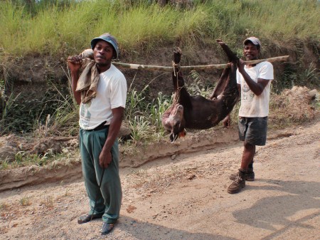 GABON 85. (DE CAMINO A FRANCEVILLE) CARRETERA NACIONAL N-2, ... AL NO IR ARMADOS HABRAN CAZADO CON TRAMPAS ESTE DUIKER NEGRO (CEPHALOPHUS NIGER) SE RECONOCE LA ESPECIE POR EL MECHON DE PELO ROJO QUE TIENE EN LA CABEZA, ES UN ANTILOPE MUY AMENAZADO