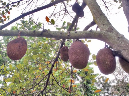 CONGO BRAZZAVILLE 45. (BRAZAVILLE CIUDAD) FRUTOS DEL ARBOL DEL PAN (ARTOCARPUS ALTILIS) AUNQUE SU ORIGEN ES DE LA POLINESIA ESTA PERFECTAMENTE ADAPTADO EN EL CONGO