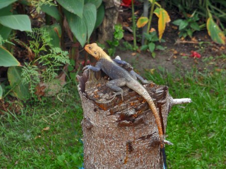 CONGO BRAZZAVILLE 46. (BRAZAVILLE CIUDAD) UN BONITO AGAMA, REPTIL DE MULTIPLES COLORES Y MUY FRECUENTE EN CASI TODO AFRICA