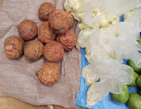 CONGO KINSASA 40. (MATADI) FRUTOS DEL STRYCHNOS SPINOSA, ES UN ARBOL DEL AFRICA TROPICAL, PRODUCE FRUTOS AMARILLOS AGRIDULCES QUE CONTIENEN SEMILLAS DURAS Y MUY APRETADAS RODEADAS DE UNA CUBIERTA CARNOSA Y COMESTIBLE EN INGLES LA LLAMAN GREEN MONKEY
