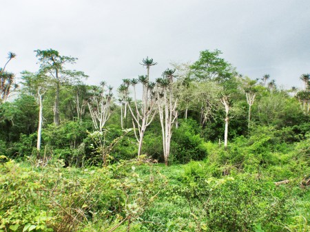 ANGOLA 16. (POR LAS PROVINCIAS DE ZAIRE Y BENGO) BOSQUE DE EUPHORBIAS AL NORTE DE AMBRIZ...