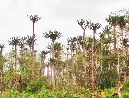 ANGOLA 17. (POR LAS PROVINCIAS DE ZAIRE Y BENGO) ...NO ES UN ARBOL ES UNA PLANTA LA EUPHORBIA GRANDIDENS PUEDE LLEGAR A MEDIR 18 METROS
