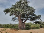 ANGOLA 36. (HACIA LA FRONTERA CON NAMIBA) PETRA AL LADO DE UN BAOBAD O ADANSONIA ES UN ARBOL GENERO DE LA FAMILIA MALVACEAE, SU ALTURA PUEDE LLEGAR A 35 M. Y UN DIAMETRO QUE PUEDE SUPERAR 12 M.