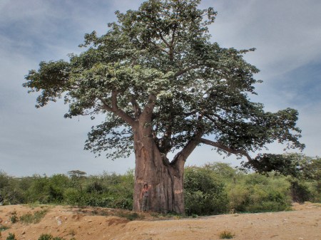 ANGOLA 36. (HACIA LA FRONTERA CON NAMIBA) PETRA AL LADO DE UN BAOBAD O ADANSONIA ES UN ARBOL GENERO DE LA FAMILIA MALVACEAE, SU ALTURA PUEDE LLEGAR A 35 M. Y UN DIAMETRO QUE PUEDE SUPERAR 12 M.
