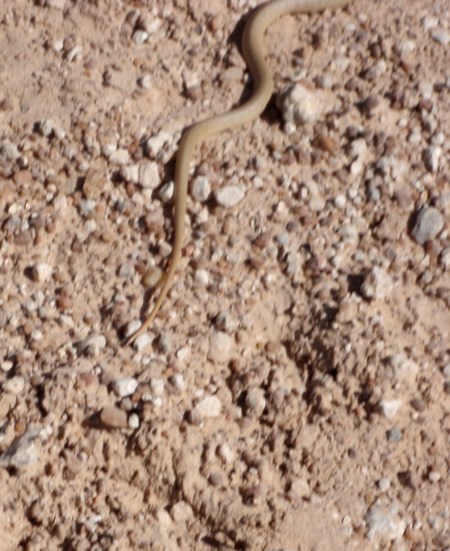 ANGOLA 50. (HACIA LA FRONTERA CON NAMIBA) NO LLEGAMOS A FOTOGRAFIAR BIEN UNA COBRA QUE SE NOS CRUZO EN EL CAMINO