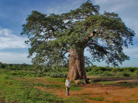 ANGOLA 51. (HACIA LA FRONTERA CON NAMIBA) BAOBAD